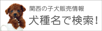 関西（近畿）の子犬販売情報を犬種名で検索