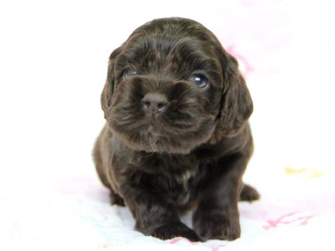 アメリカンコッカースパニエルブリーダー子犬販売 関西 近畿ブリーダーの子犬販売アットワン