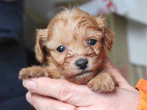 滋賀県 関西 ミックス犬 ハーフ犬 ダップー子犬 15 2 26生 アプリコット メス 関西 近畿ブリーダーの子犬販売アットワン