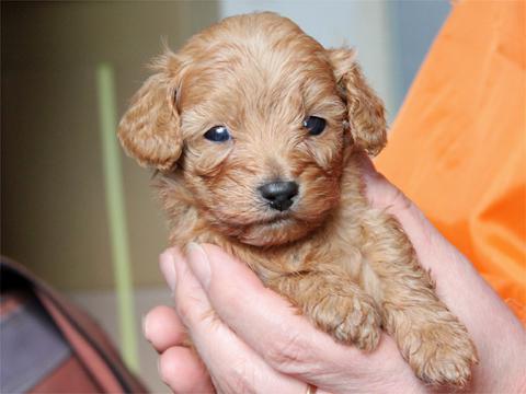 滋賀県 関西 ミックス犬 ハーフ犬 ダップー子犬 15 2 26生 アプリコット メス 関西 近畿ブリーダーの子犬販売アットワン