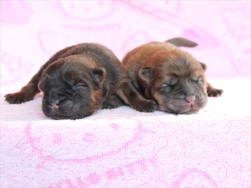 出産速報 滋賀県甲賀市チャウチャウブリーダー犬舎でレッドの子犬が誕生しました 関西 近畿ブリーダーの子犬販売アットワン