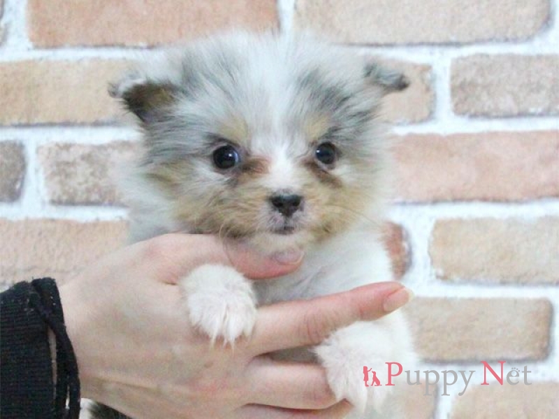 大阪府シェルティ子犬 16 2 10生ブルーマール メス Id 関西 近畿ブリーダーの子犬販売アットワン 大阪府シェルティ子犬 16 2 10生ブルーマール メス Id 関西 近畿ブリーダーの子犬販売アットワン