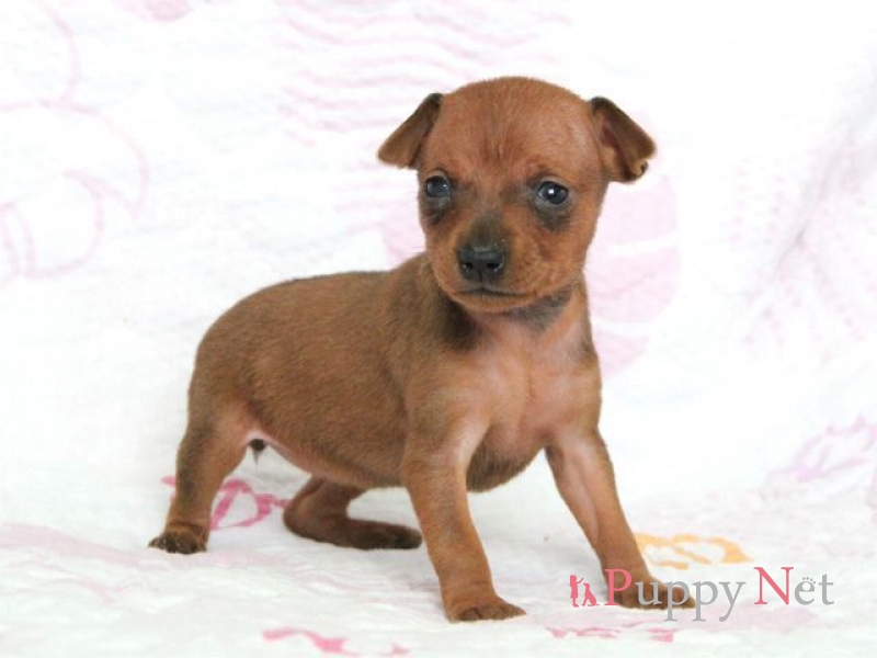 大阪府ミニチュアピンシャー子犬 16 3 11生レッド メス Id 関西 近畿ブリーダーの子犬販売アットワン
