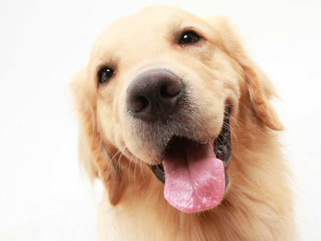 ゴールデンレトリーバーブリーダー子犬販売 関西 近畿ブリーダーの子犬販売アットワン