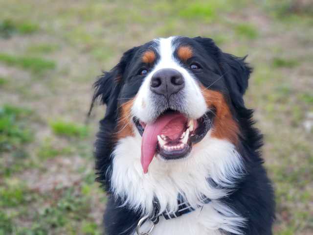 バーニーズマウンテンドッグブリーダー子犬販売 関西 近畿ブリーダーの子犬販売アットワン