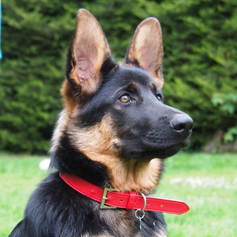 ジャーマンシェパードブリーダー子犬販売 関西 近畿ブリーダーの子犬販売アットワン