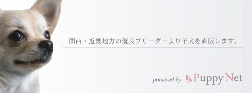 関西・近畿地方の優良ブリーダーの子犬を直販！